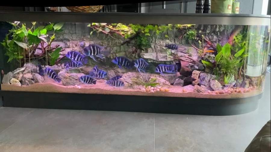 luxe aquarium custom op maat